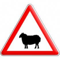 image fb_mouton.jpg (9.8kB)